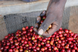 Honey, Washed, Natural — jaké jsou rozdíly a proč na tom záleží?