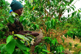 Z Rwandy do šálku: Co dělá washed zpracování s chutí kávy?