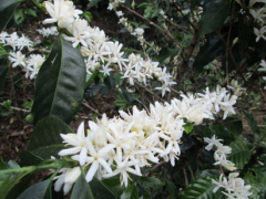 Colombia Huitaca (2)