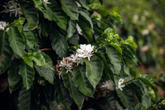Colombia Huitaca (4)