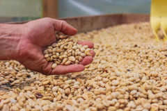 Colombia Huitaca (5)