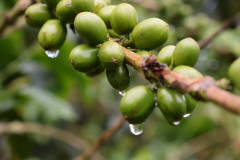 Colombia Huitaca (7)