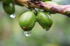 Colombia Huitaca (8)