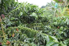 Colombia Huitaca (11)