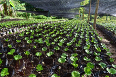 Colombia Huitaca (12)