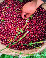 Colombia Huitaca (13)