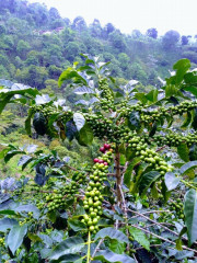 Colombia Huitaca (17)