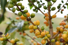 Colombia Huitaca (18)