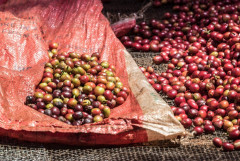 Kenya Wanjengi (1)