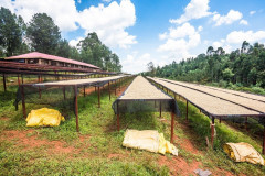 Kenya Wanjengi (3)