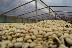 Colombia Tumbaga decaf (1)