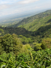 Colombia Tumbaga decaf (2)