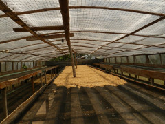 Colombia Tumbaga decaf (3)
