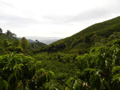 Colombia Tumbaga decaf (4)