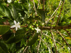 Colombia Tumbaga decaf (5)