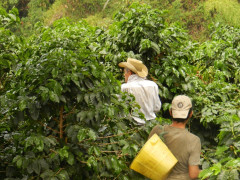 Colombia Tumbaga decaf (6)