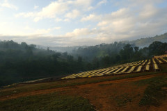 Ethiopia Guji Okoluu (3)