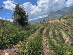 Šamstr směs Arabic (3)