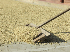 Podzimní káva - Guatemala Ramirez (23)