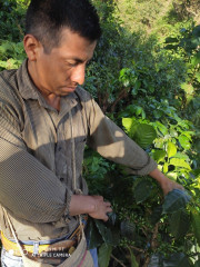 Podzimní káva - Guatemala Ramirez (25)