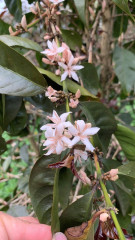 Podzimní káva - Guatemala Ramirez (28)