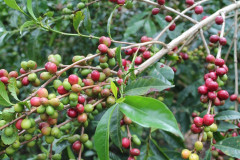 Ethiopia Mundayo (8)