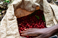 Ethiopia Mundayo (9)