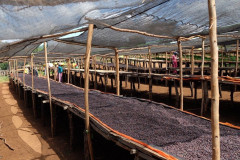 Ethiopia Mundayo (11)