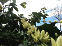 Kenya Kii Kirinyaga (1)