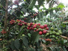 Kenya Kii Kirinyaga (2)