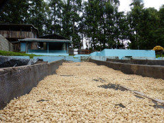 Kenya Kii Kirinyaga (7)