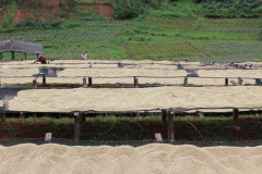 Kenya Kii Kirinyaga (5)