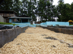 Kenya Kii Kirinyaga (7)