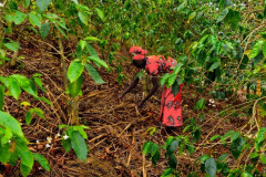 Rwanda Mille Collines (3)