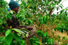 Rwanda Mille Collines (6)