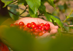 Rwanda Mille Collines (7)