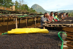 Ethiopia Guji Okoluu (2)
