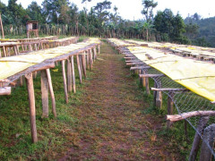 Ethiopia Guji Okoluu (5)