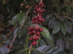 Ethiopia Guji Okoluu (6)