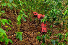 Rwanda Mille Collines (3)