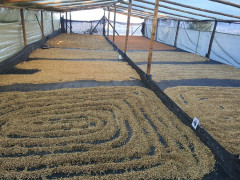 Colombia Coconut Lemonade Fermented (3)