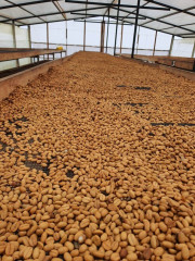 Colombia Coconut Lemonade Fermented (4)