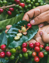 Colombia Coconut Lemonade Fermented (5)