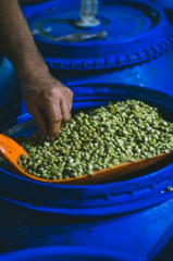 Colombia Coconut Lemonade Fermented (6)