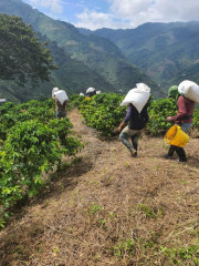 Colombia Coconut Lemonade Fermented (7)
