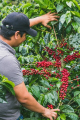 Colombia Coconut Lemonade Fermented (8)