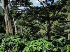 Nicaragua Jinotega (4)