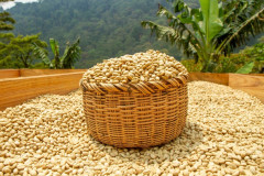 Nicaragua Jinotega (9)