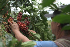 Peru Las Flores (12)