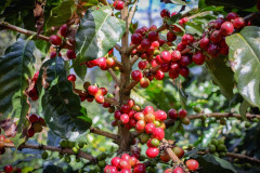 Honduras Finca Jerusalén Geisha (10)